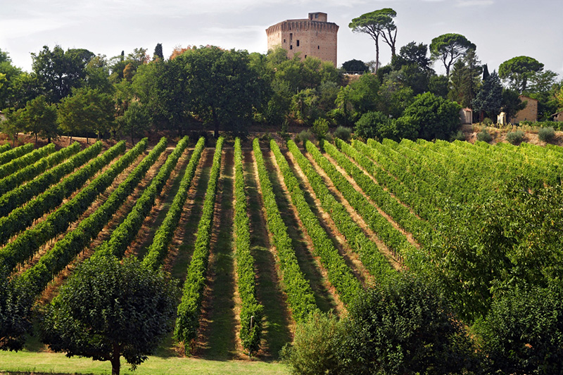 Vigneti dei Colli di Faenza