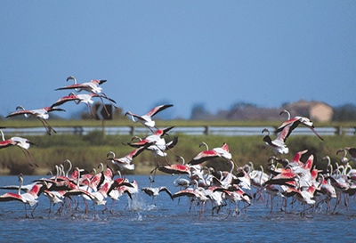 Salina-di-Cervia-fenicotteri