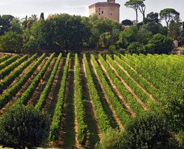 Forlì Verde