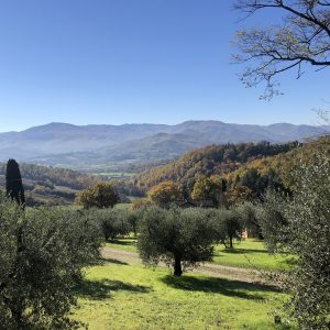 Colli e ulivi nei dintorni di Sansepolcro