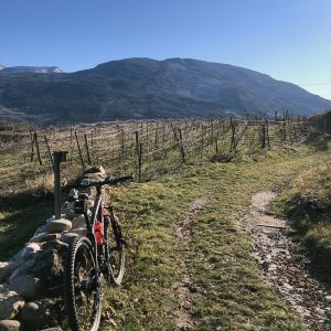 Sentiero campestre tra i vigneti