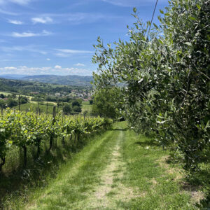 Il "labirinto", le strade verdi tra Castrocaro e Faenza